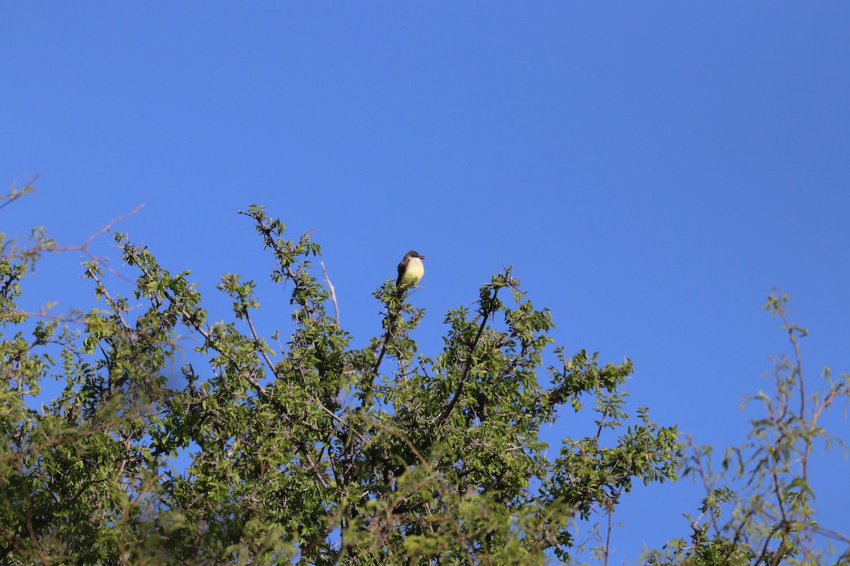 Thick-billed Kingbird - ML622057028