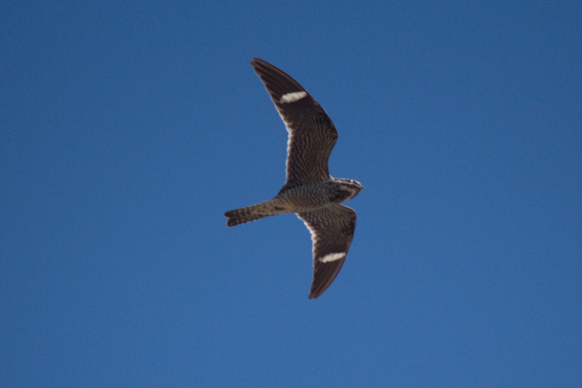 Common Nighthawk - ML622057029