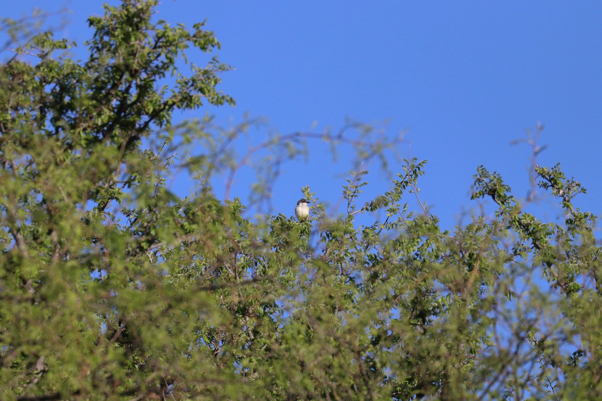 Thick-billed Kingbird - ML622057030