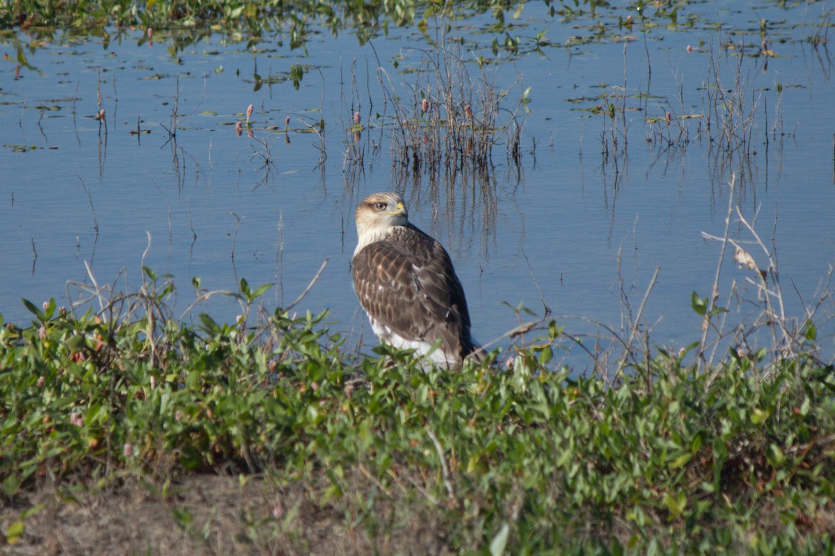 Swainson's Hawk - ML622057031