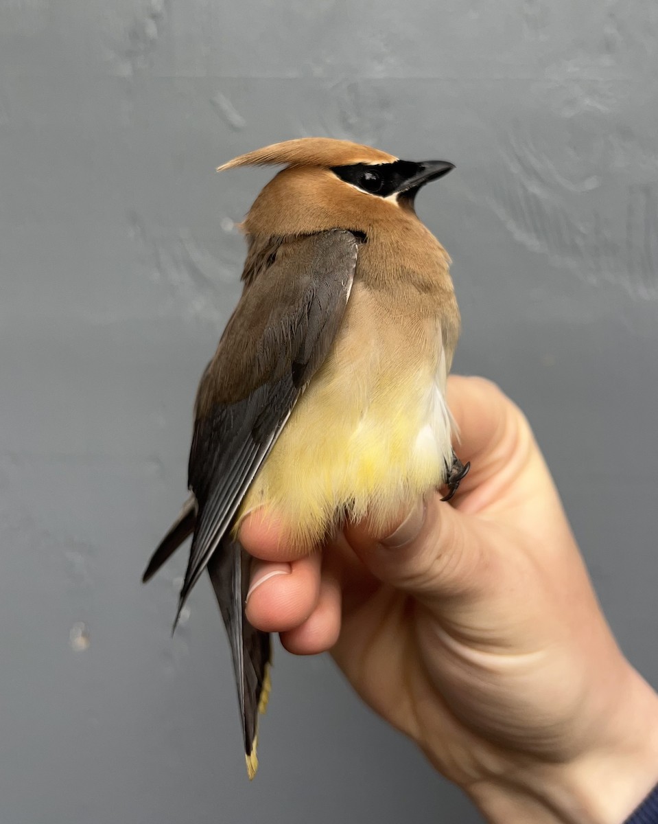 Cedar Waxwing - ML622057034