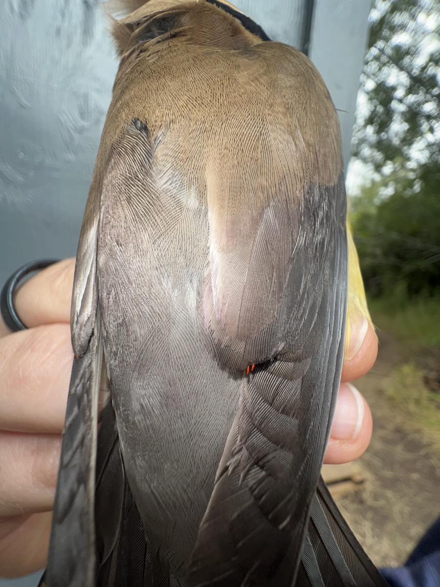 Cedar Waxwing - ML622057035