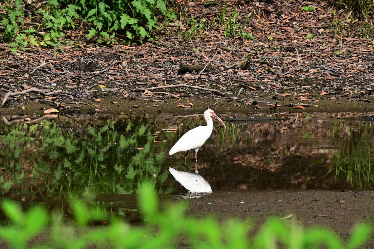 Ibis blanc - ML622057036