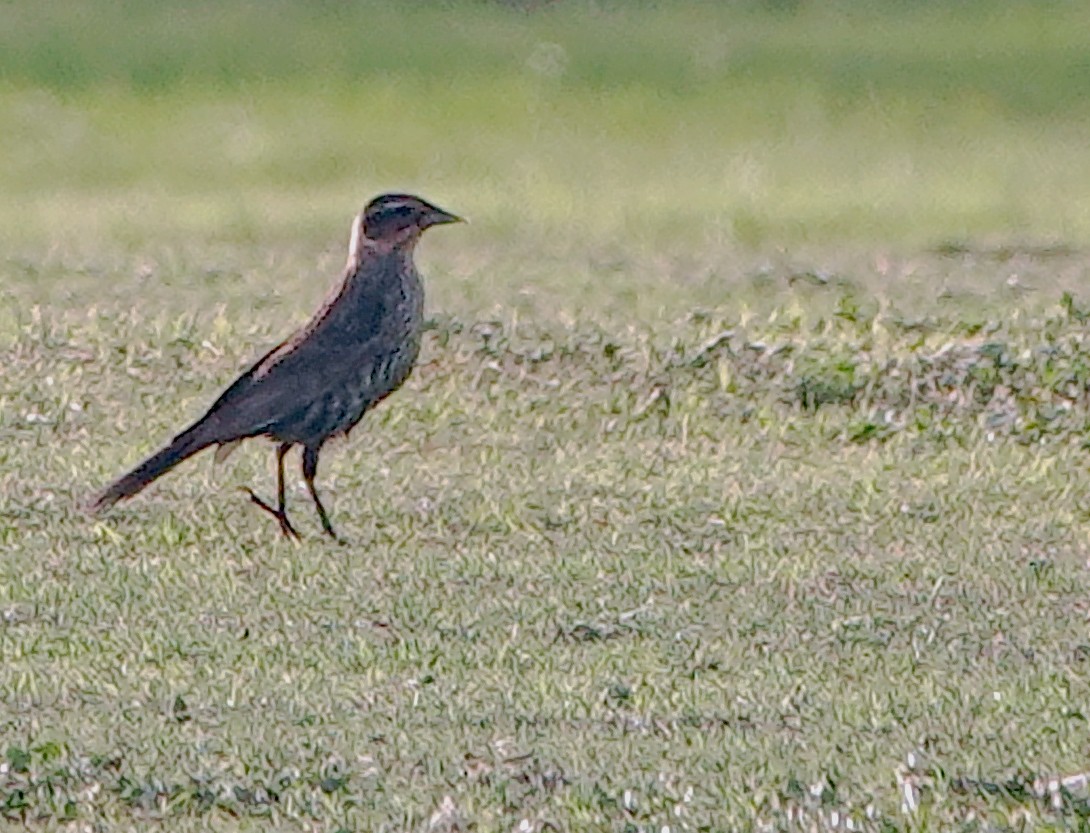 Red-winged Blackbird - ML622057037