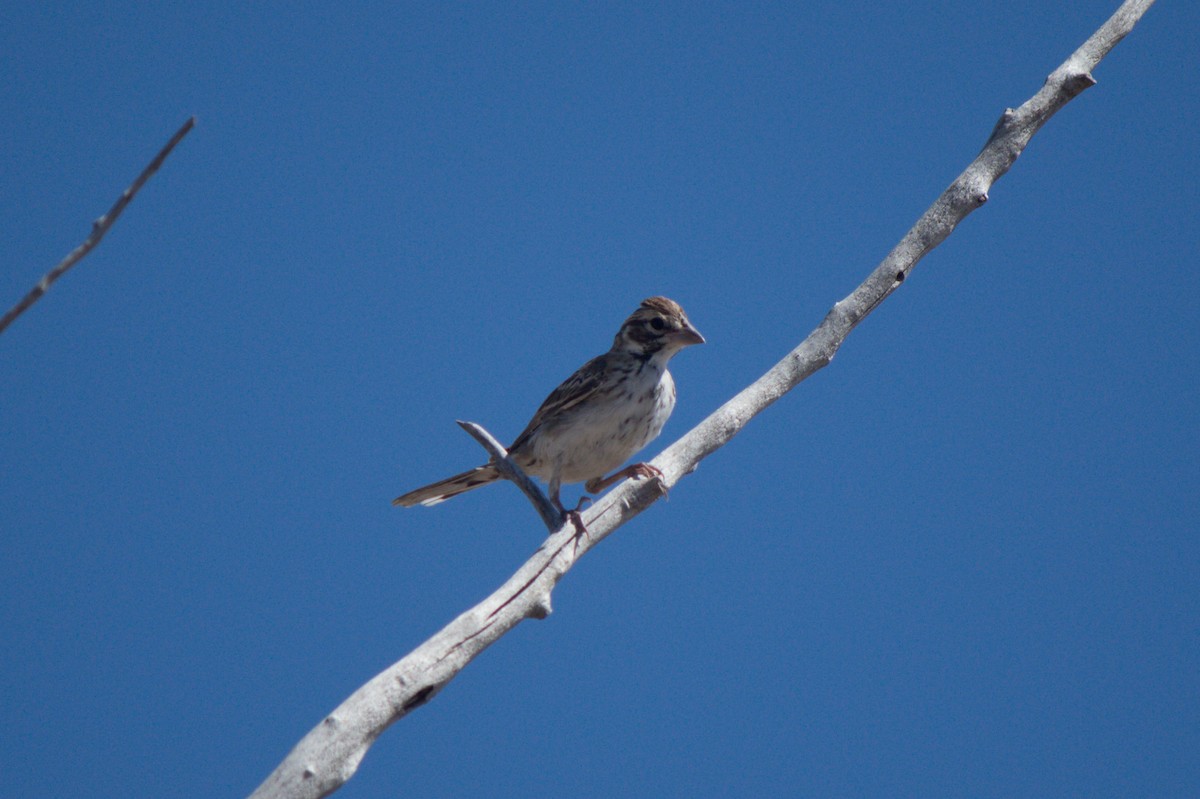 Lark Sparrow - ML622057038