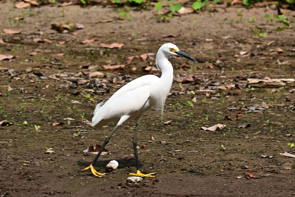 Snowy Egret - Esteban Jara Segura