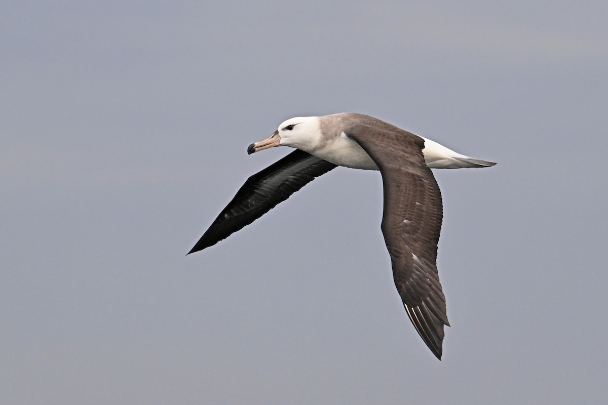 Albatros à sourcils noirs - ML622057041