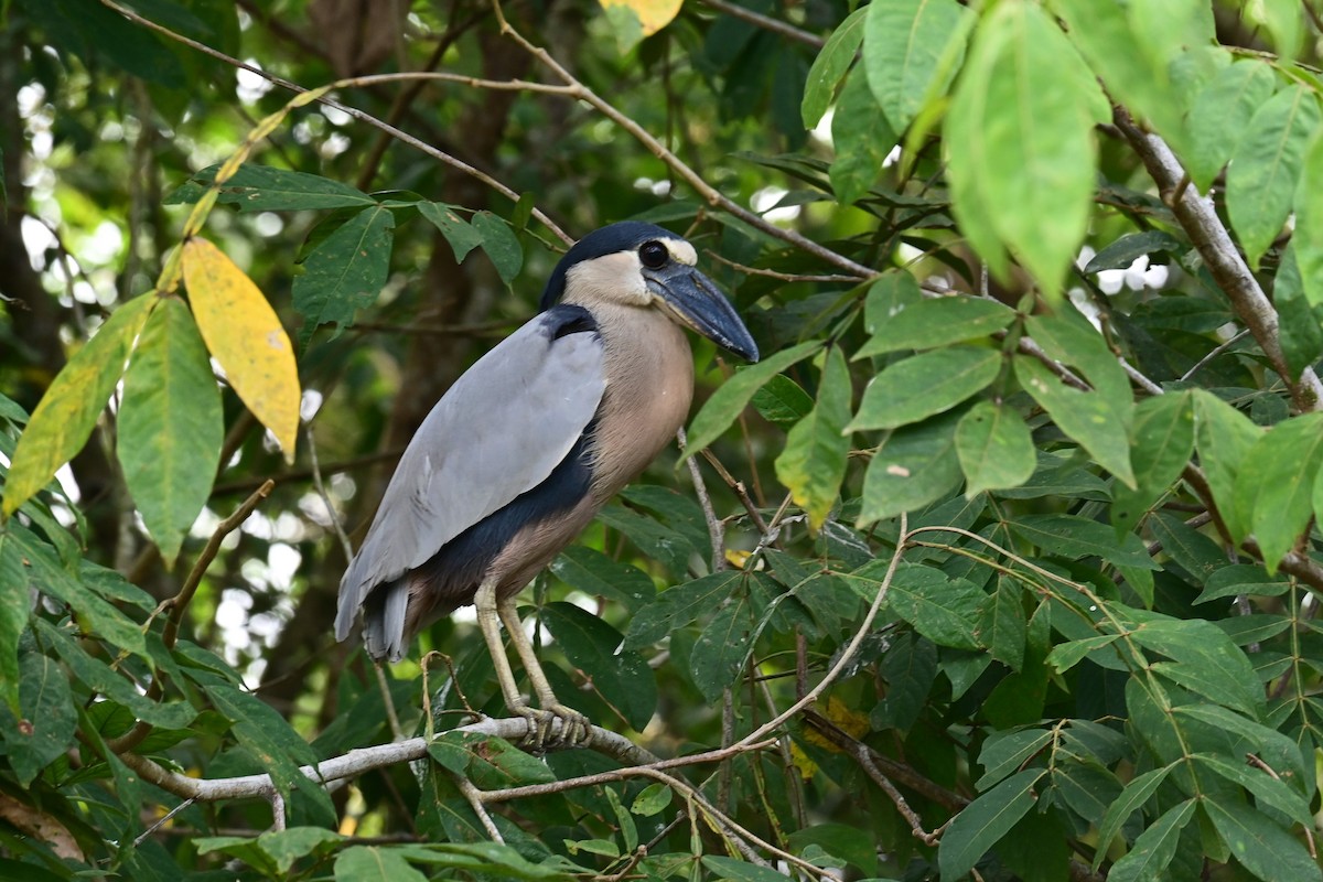 Boat-billed Heron - Esteban Jara Segura