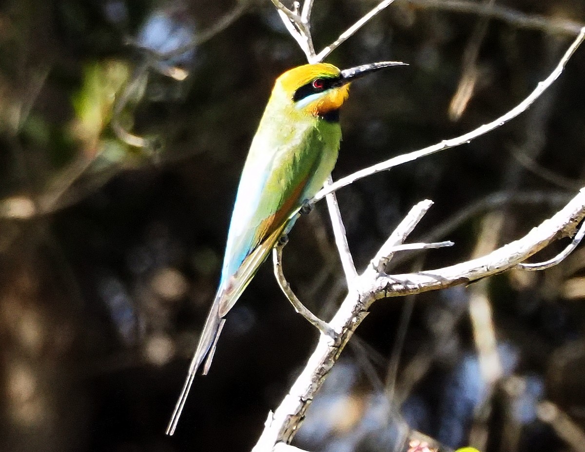 Rainbow Bee-eater - Greg McKay