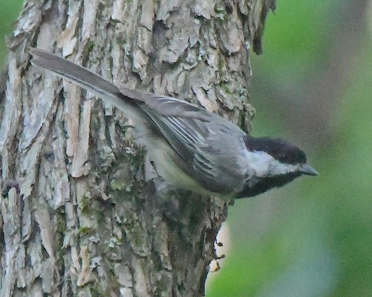 Mésange à tête noire - ML622057047