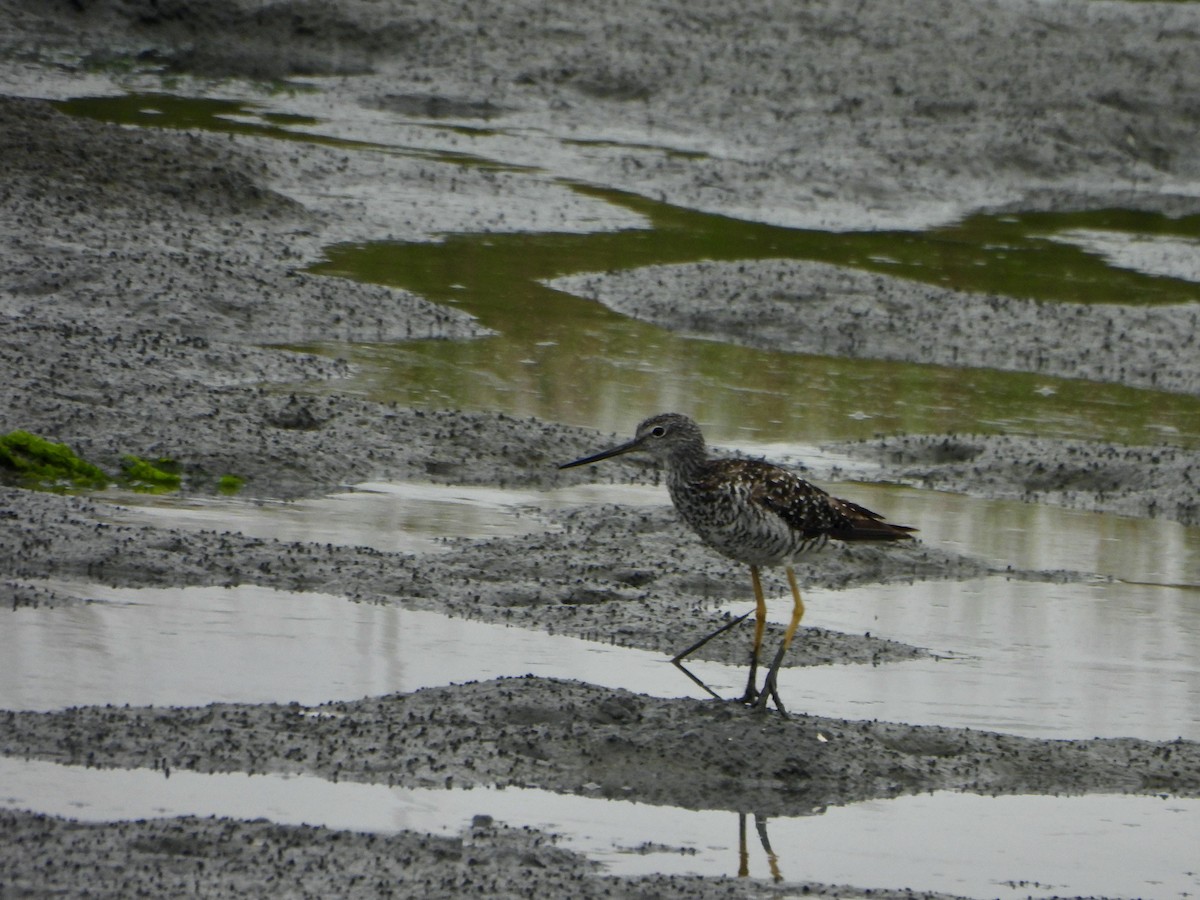 plystresnipe - ML622057057