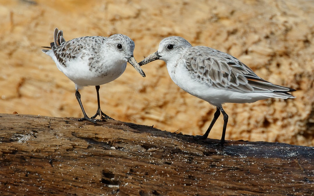 Bécasseau sanderling - ML622057059