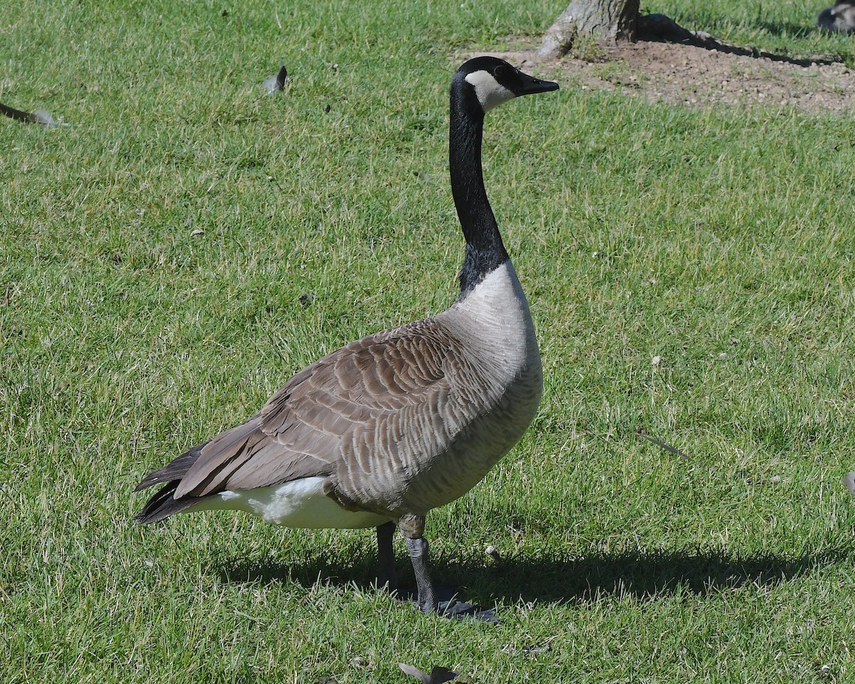 Canada Goose - ML622057063