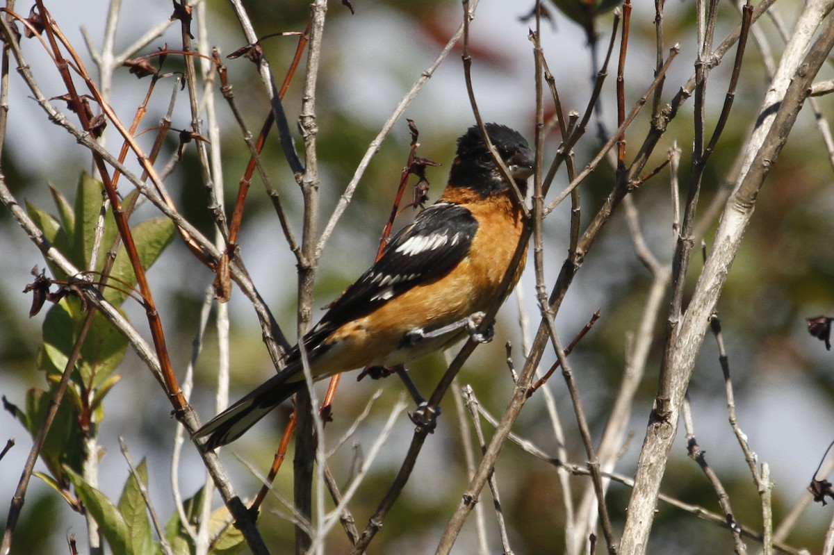 Cardinal à tête noire - ML622057064