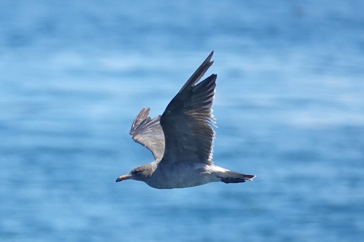 Heermann's Gull - ML622057071