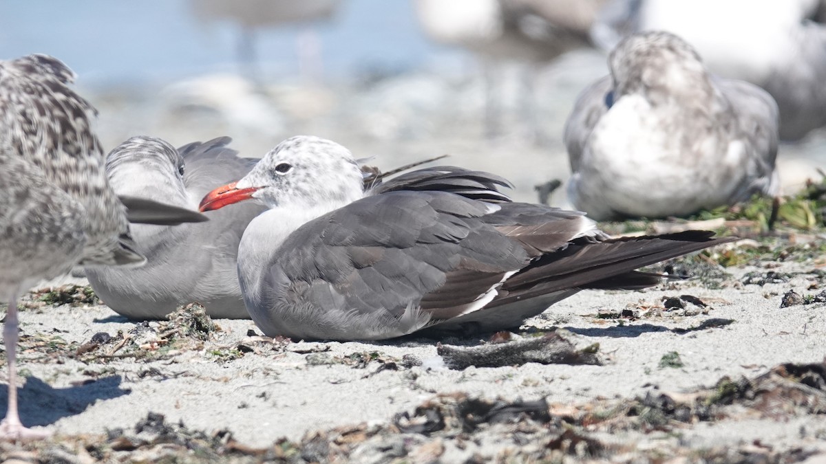 Heermann's Gull - ML622057072