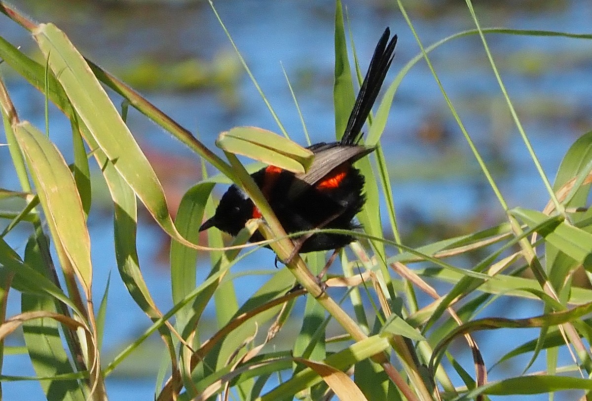 Red-backed Fairywren - ML622057073