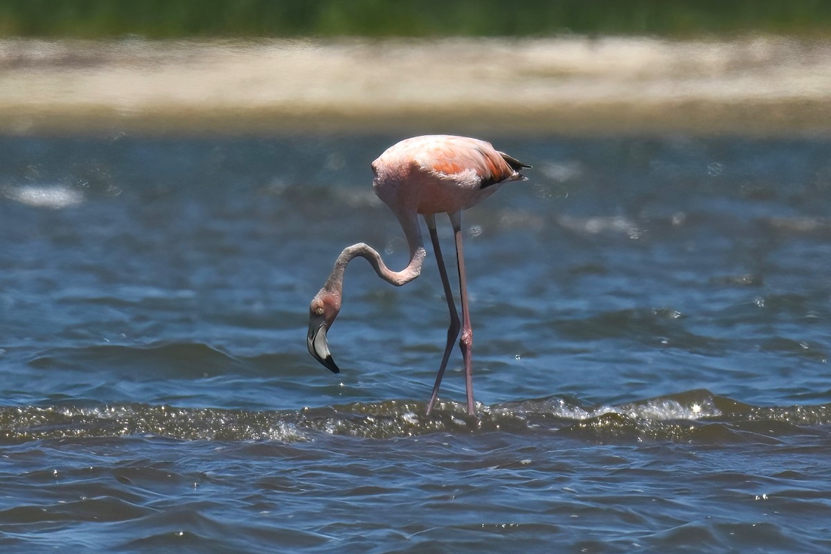 Flamant des Caraïbes - ML622057075