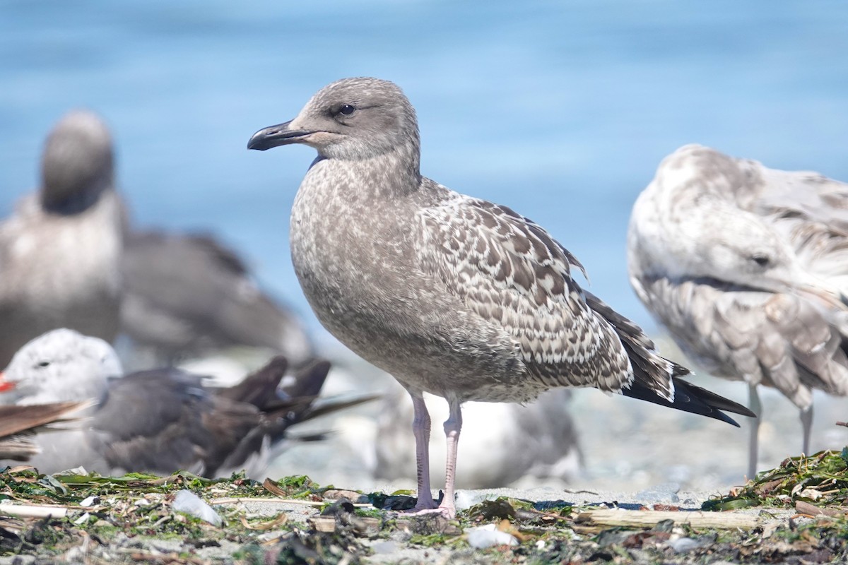 California Gull - ML622057076