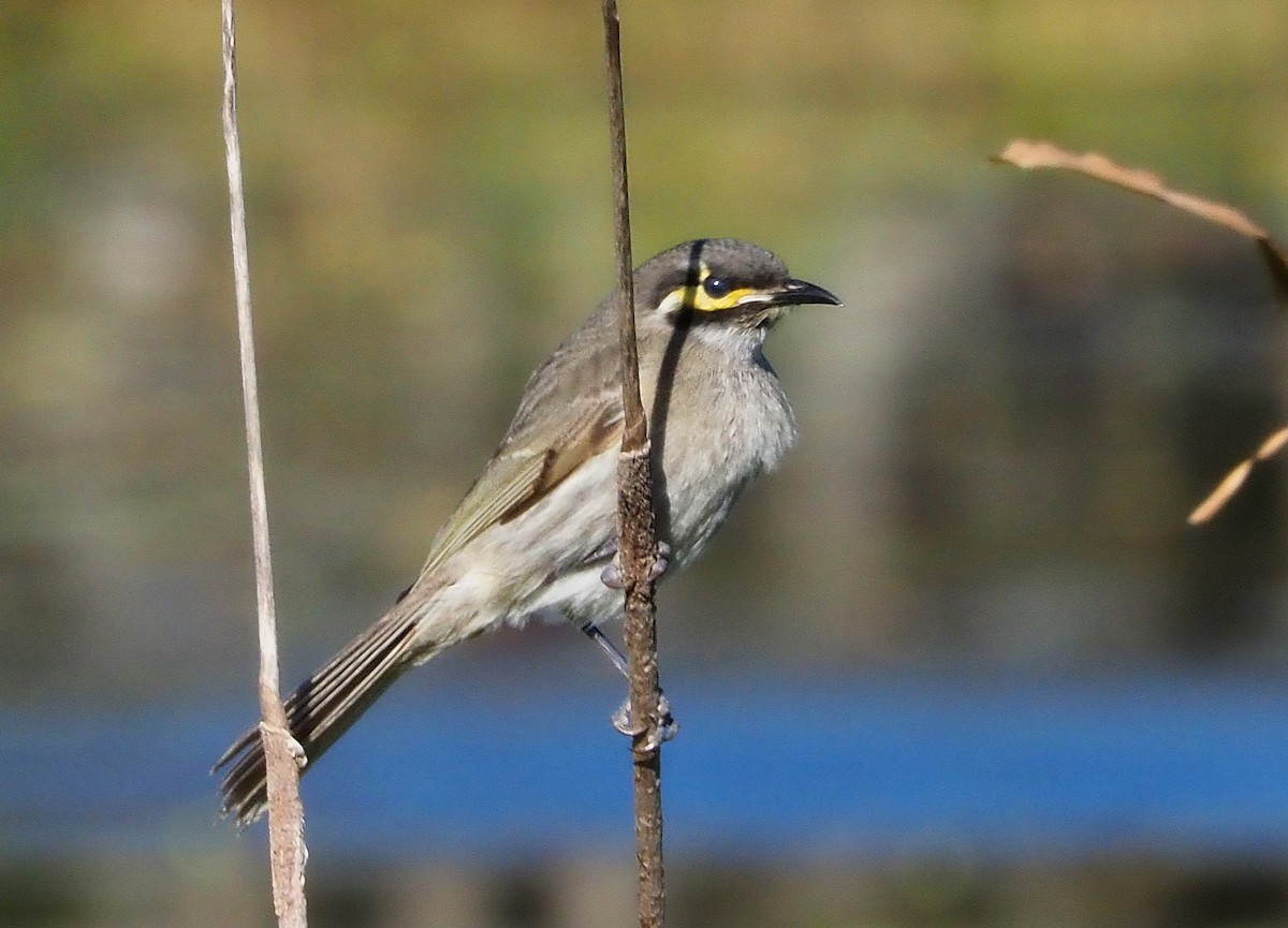 Yellow-faced Honeyeater - ML622057077