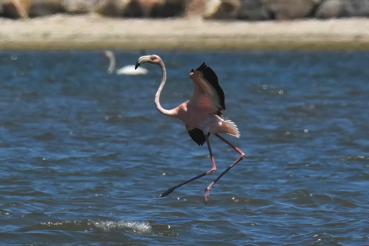 Flamant des Caraïbes - ML622057078