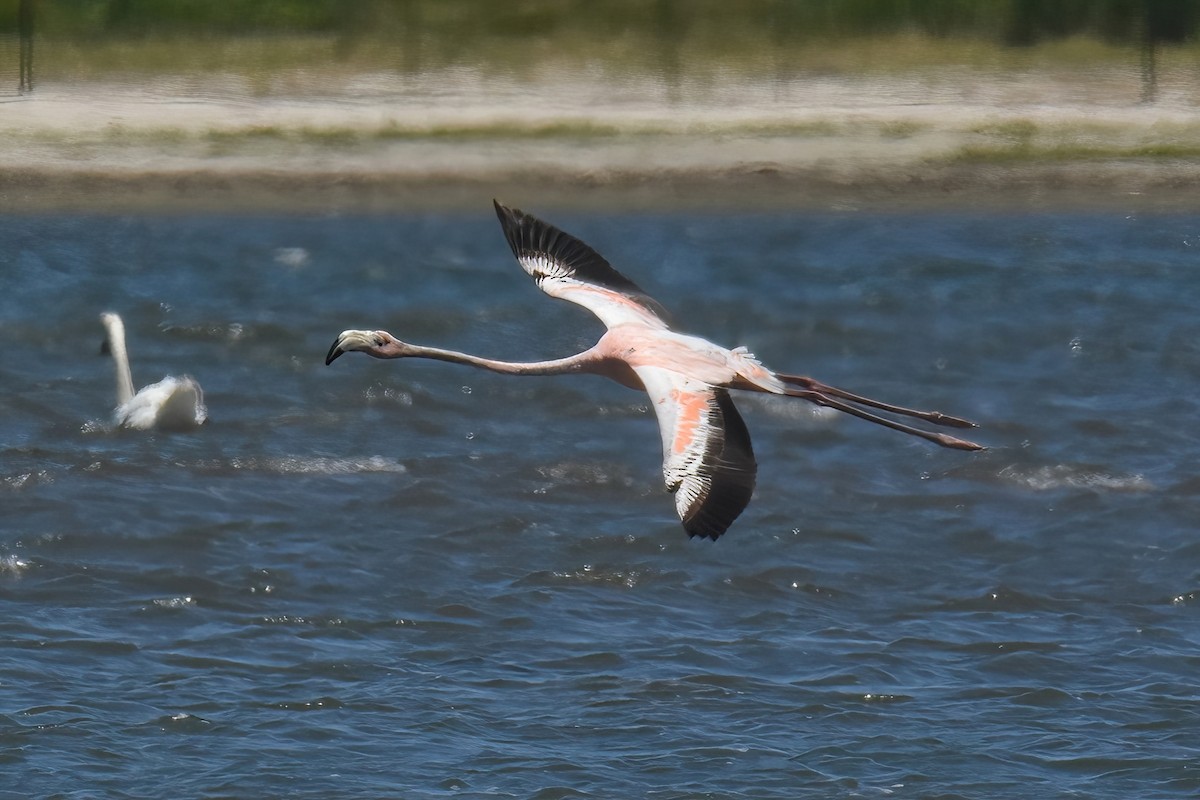 Flamant des Caraïbes - ML622057079