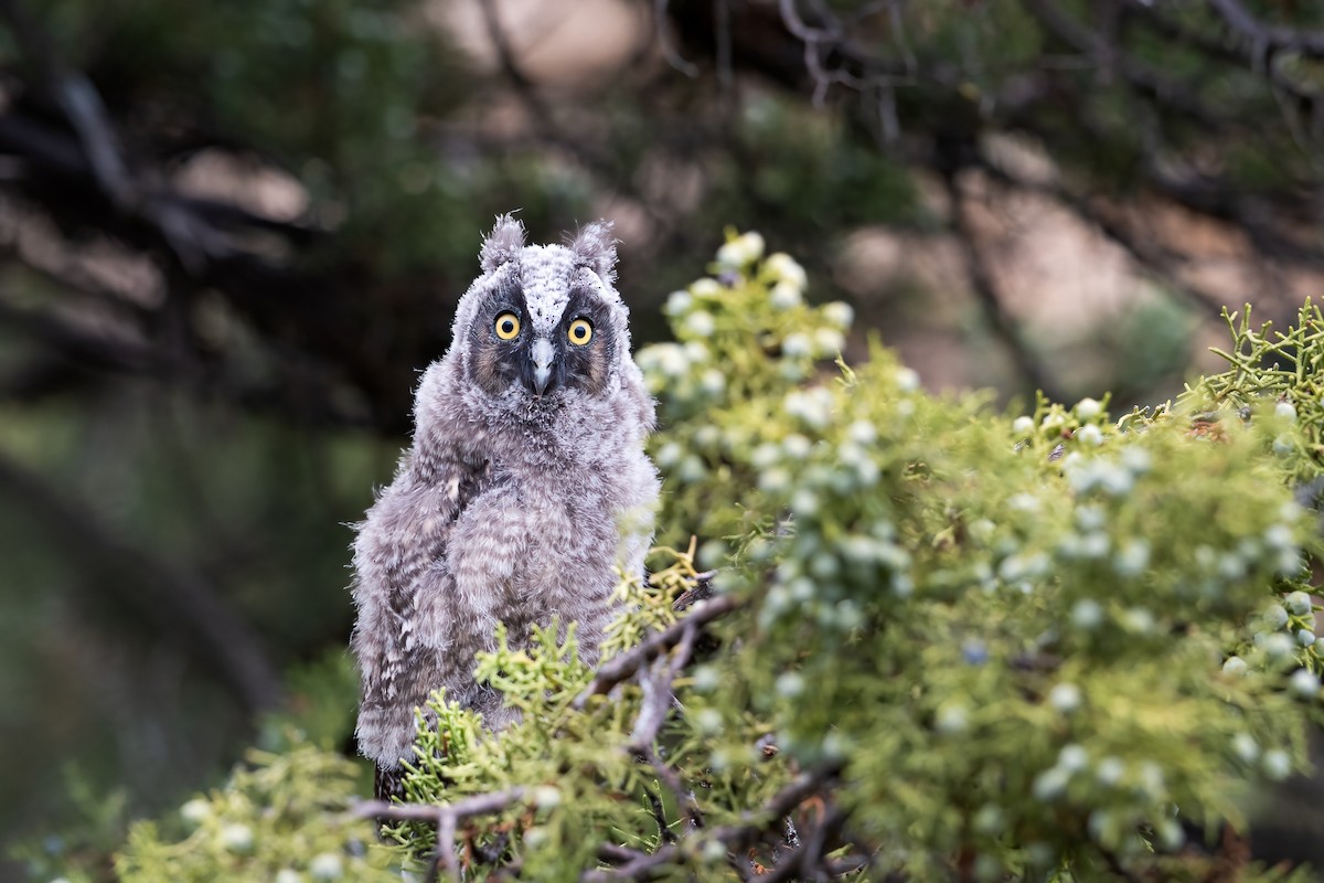 Hibou moyen-duc - ML622057080