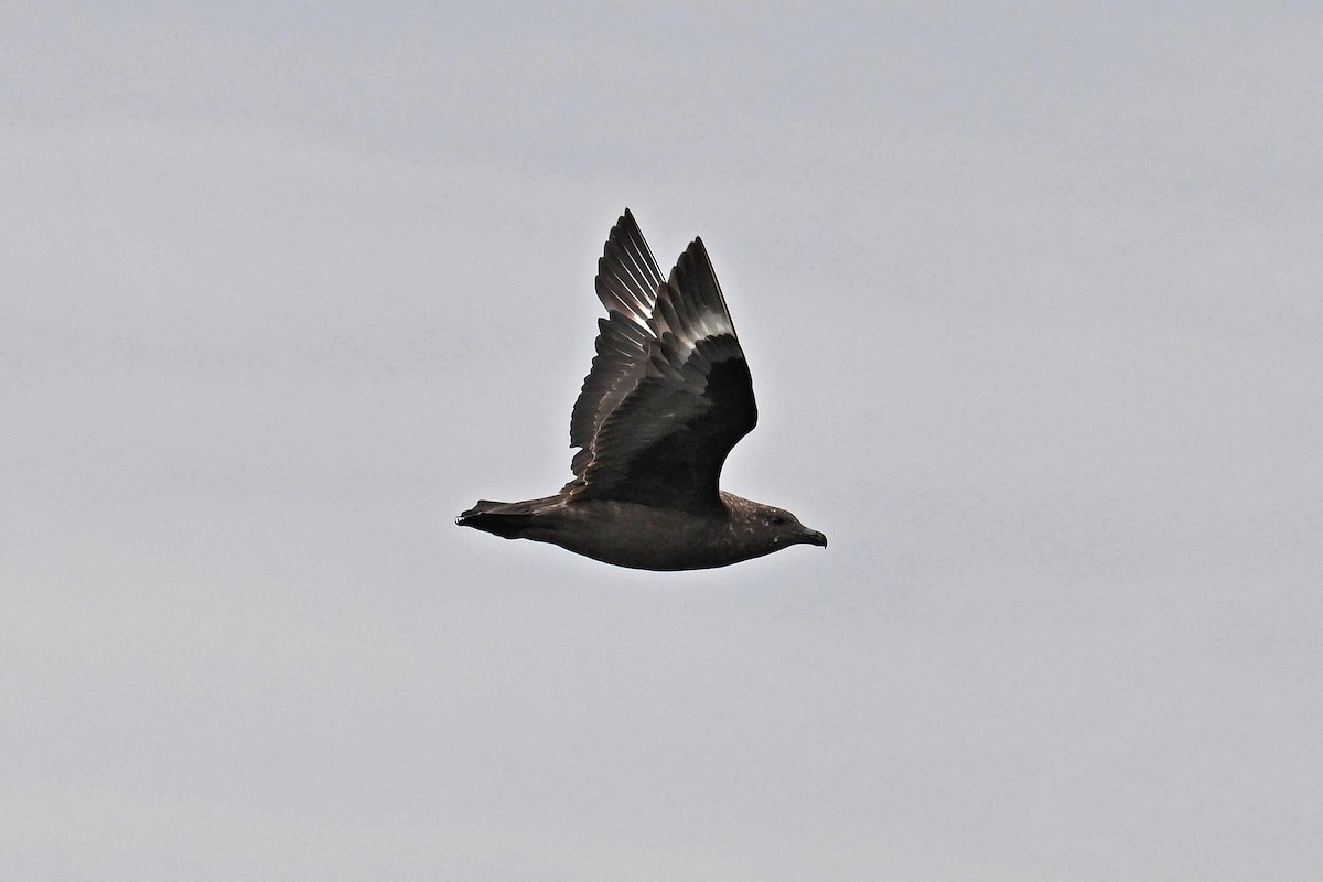 Brown Skua - ML622057087