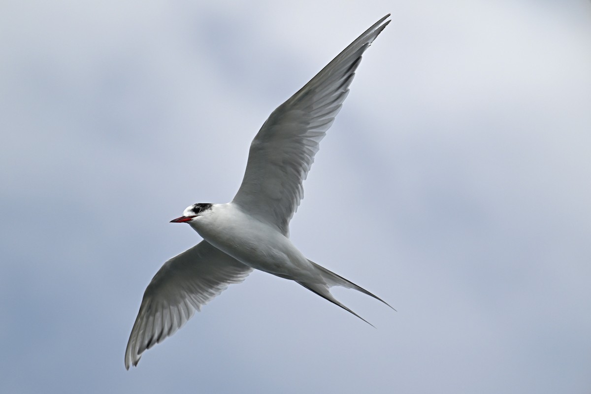 South American Tern - cristina isabel mosca