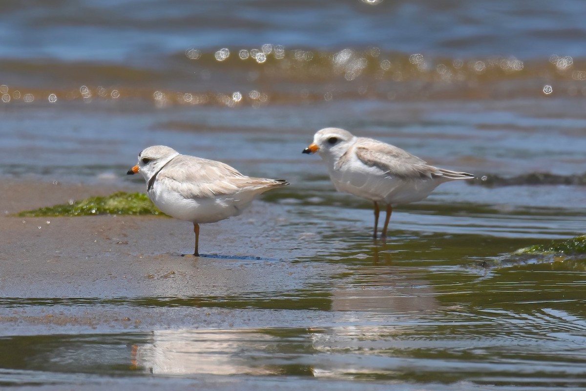 Piping Plover - Gigi A