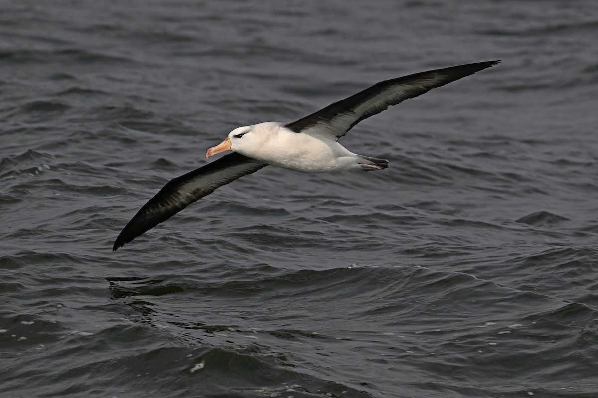 albatros černobrvý - ML622057090