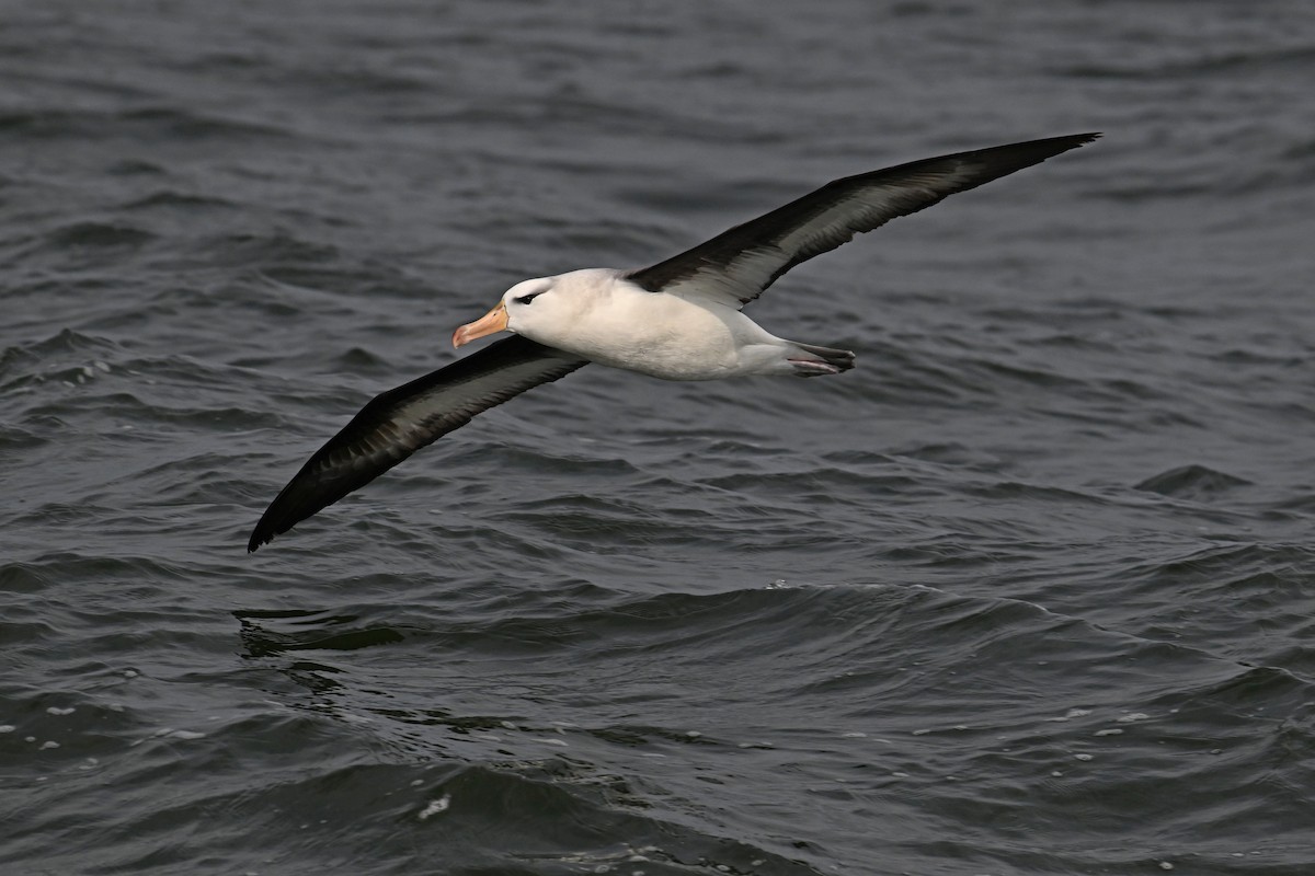 Albatros bekainduna - ML622057090