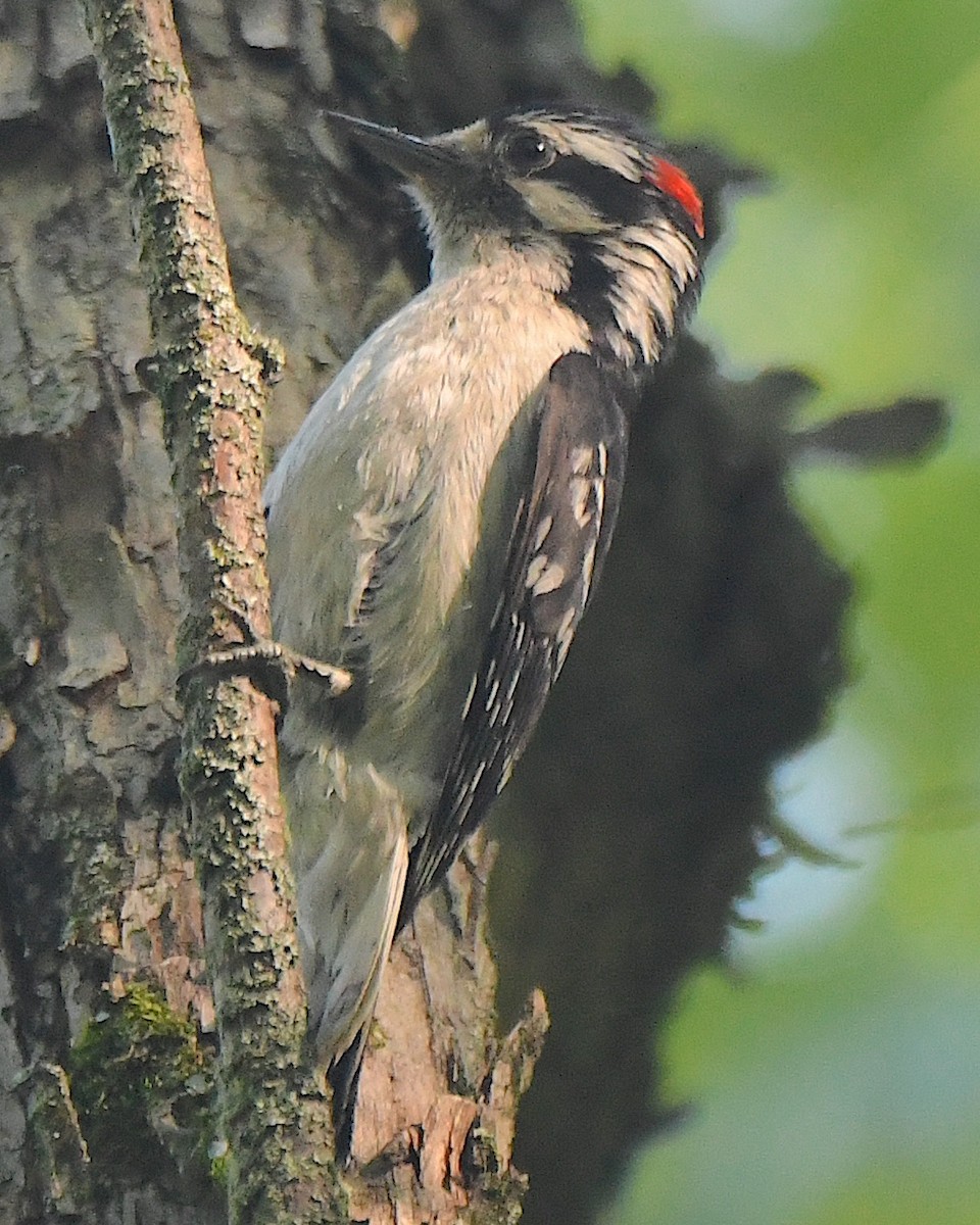 strakapoud osikový (ssp. pubescens/medianus) - ML622057091