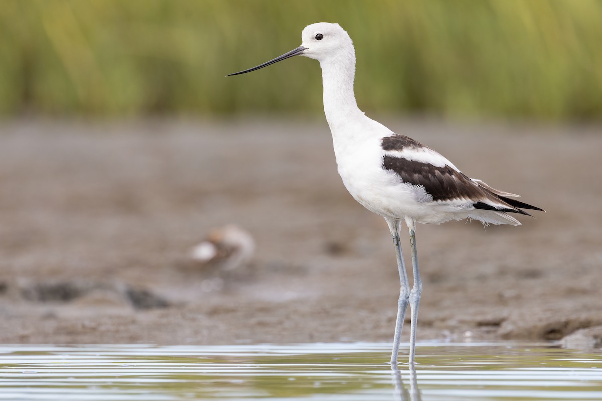 American Avocet - ML622057094