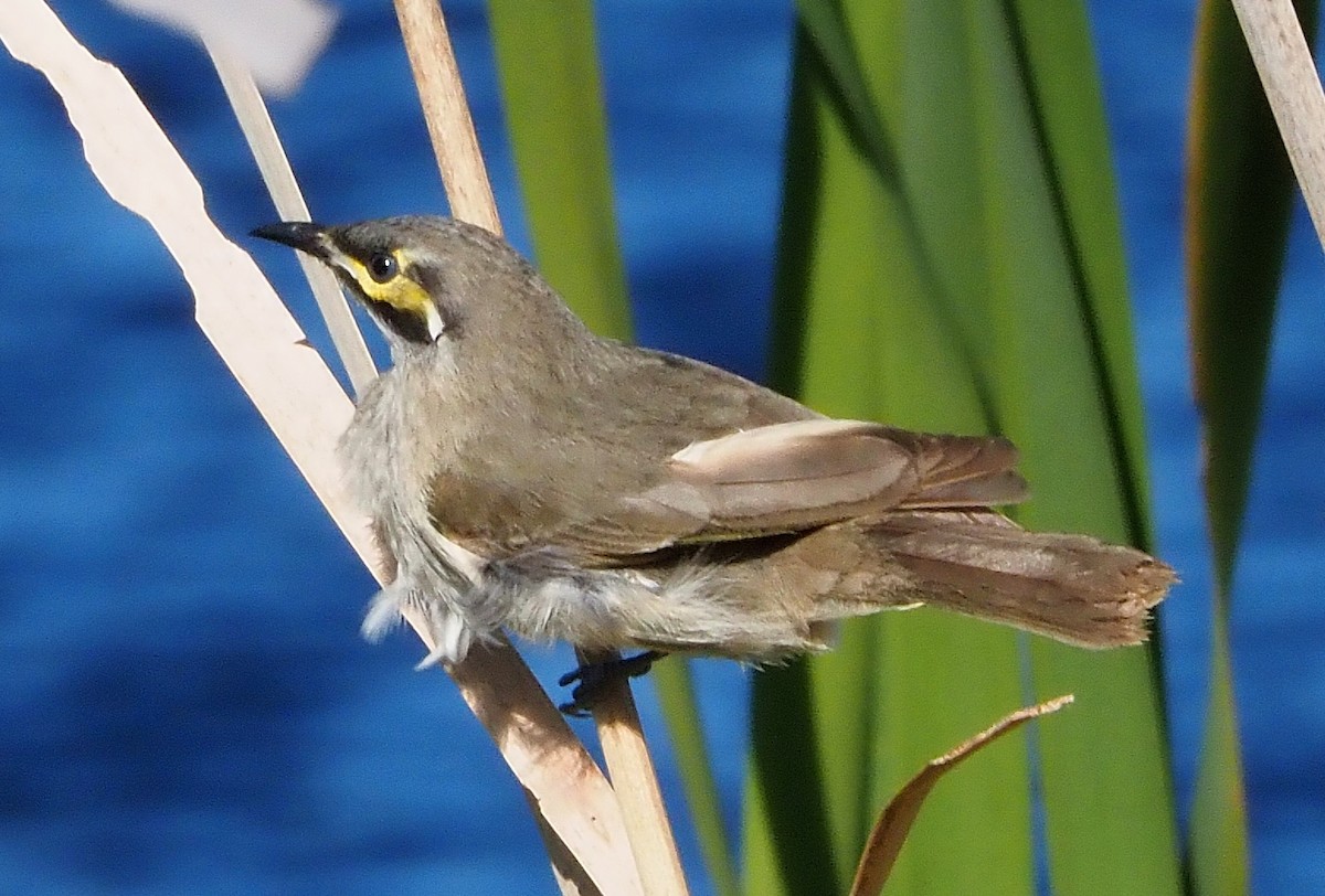 Yellow-faced Honeyeater - ML622057095