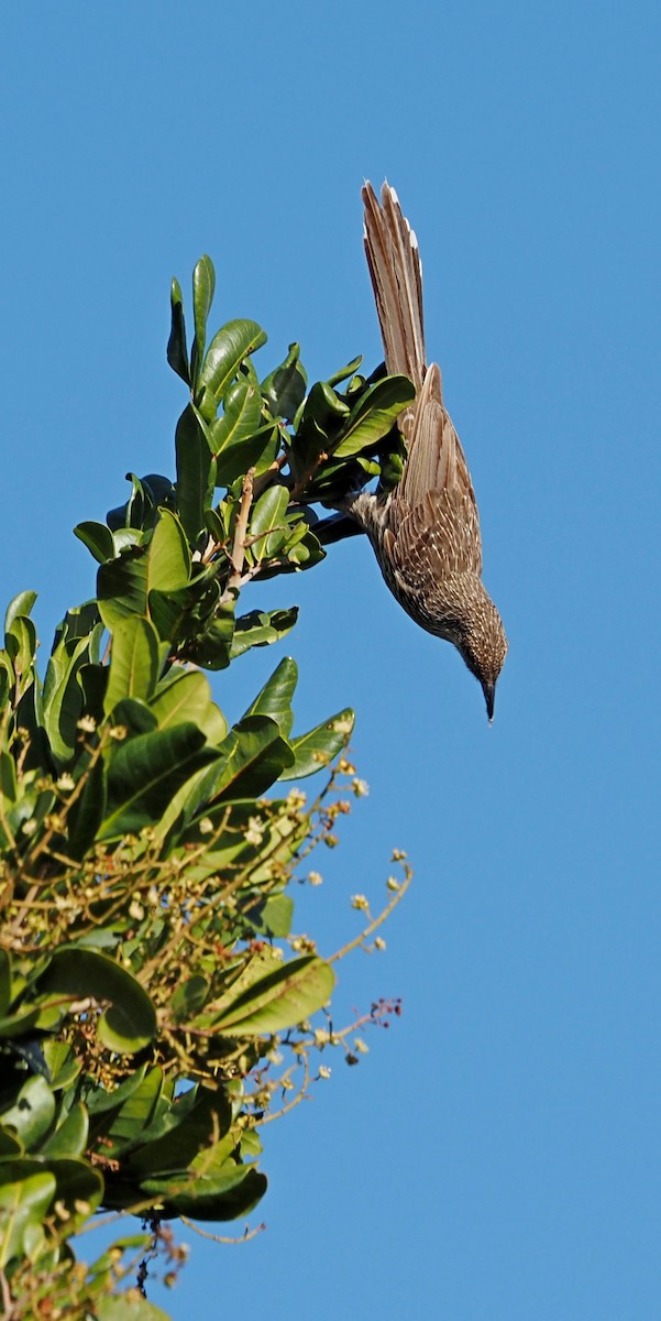 Little Wattlebird - ML622057096