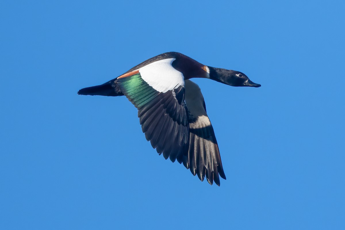 Australian Shelduck - ML622057097