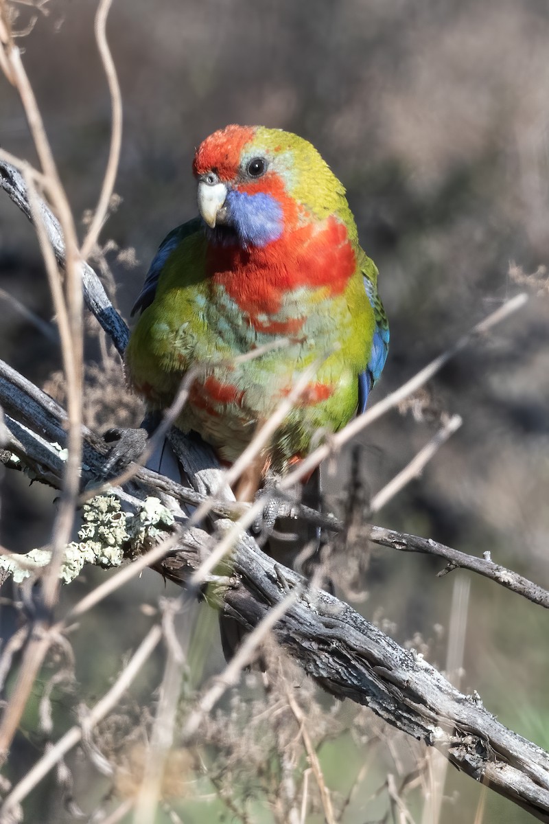 Crimson Rosella - ML622057102