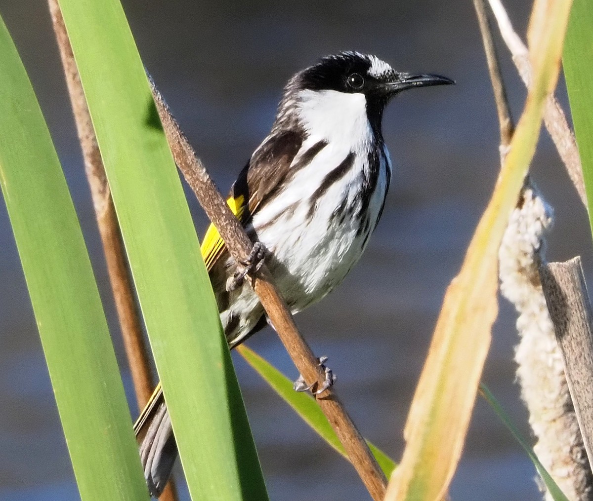 White-cheeked Honeyeater - ML622057103