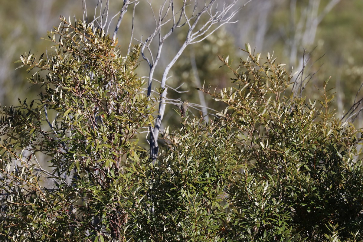 Mosquero Pechicanelo - ML622057104