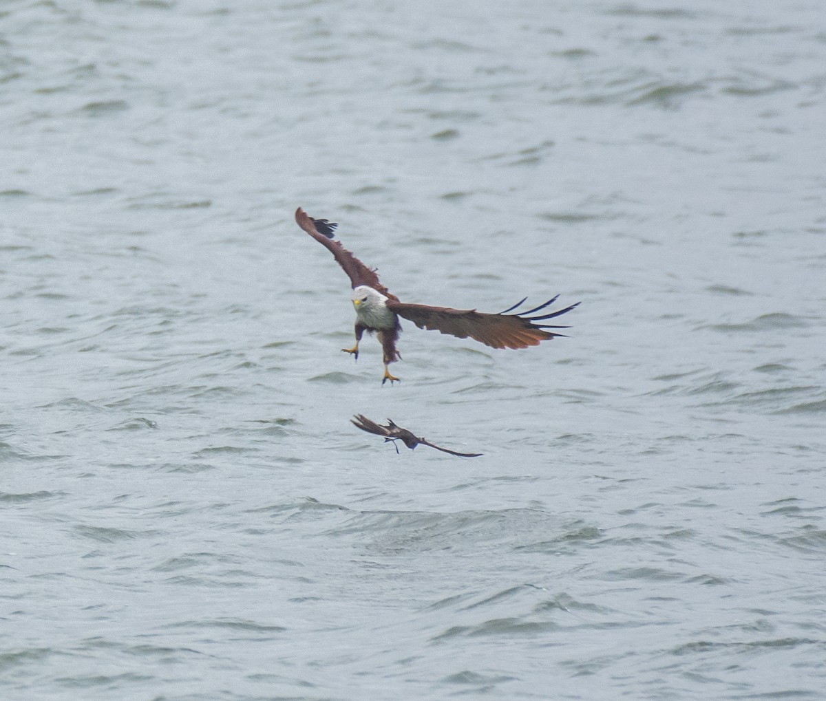 Wilson's Storm-Petrel - ML622057105