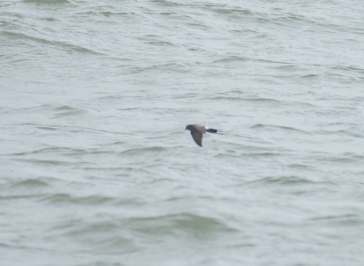 Wilson's Storm-Petrel - ML622057106