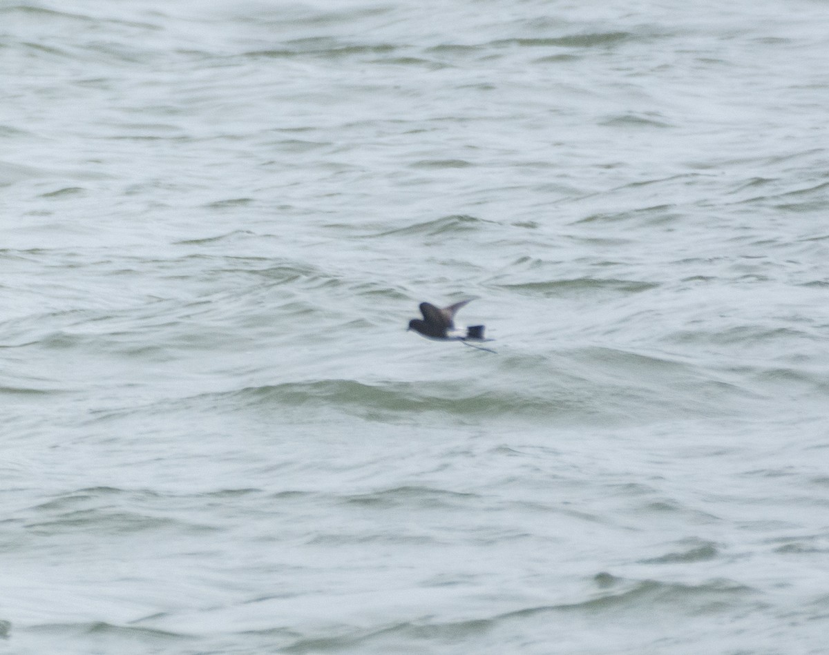 Wilson's Storm-Petrel - ML622057107