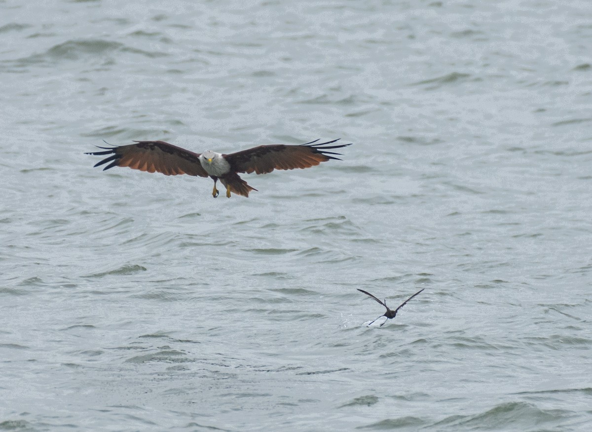 Wilson's Storm-Petrel - ML622057108