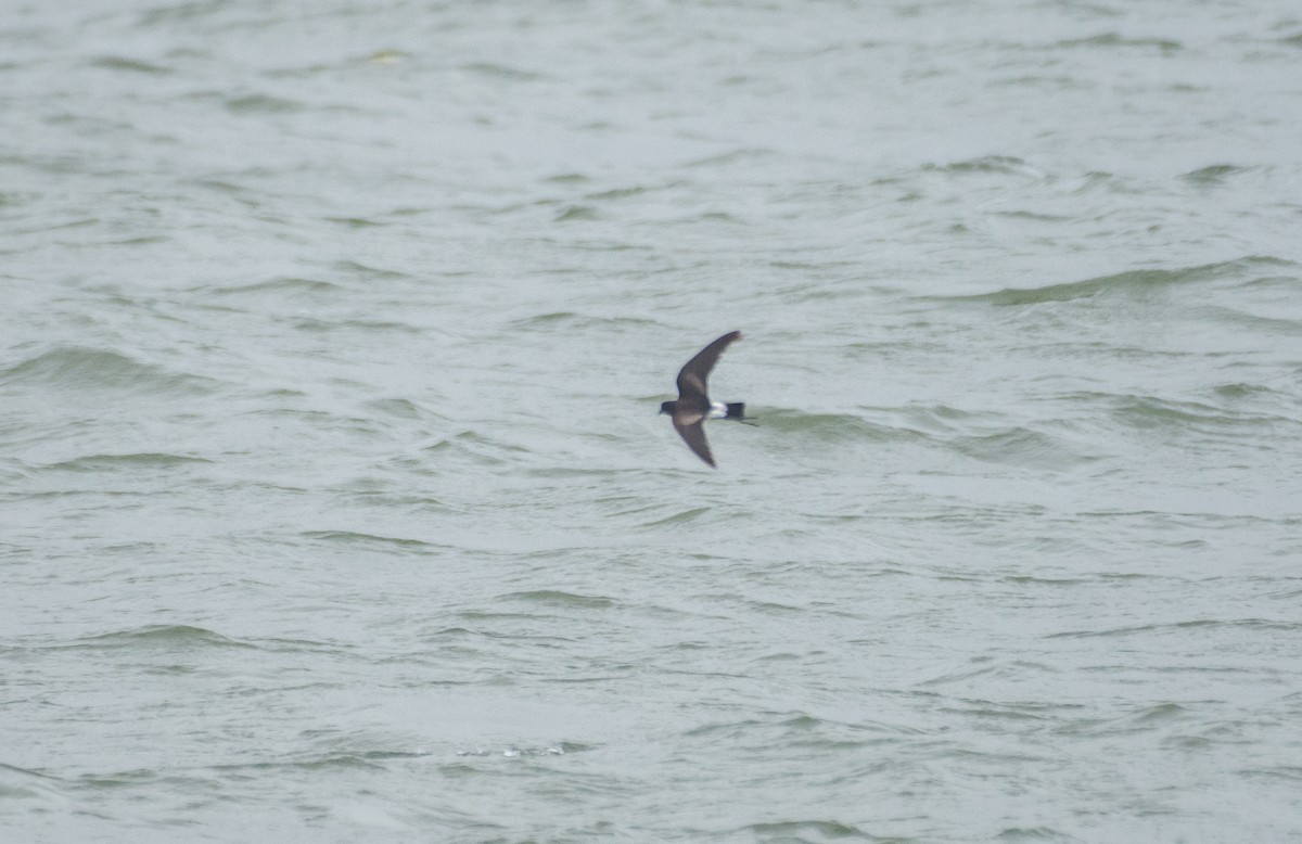 Wilson's Storm-Petrel - ML622057109