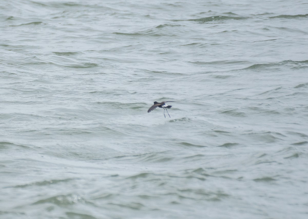 Wilson's Storm-Petrel - ML622057110