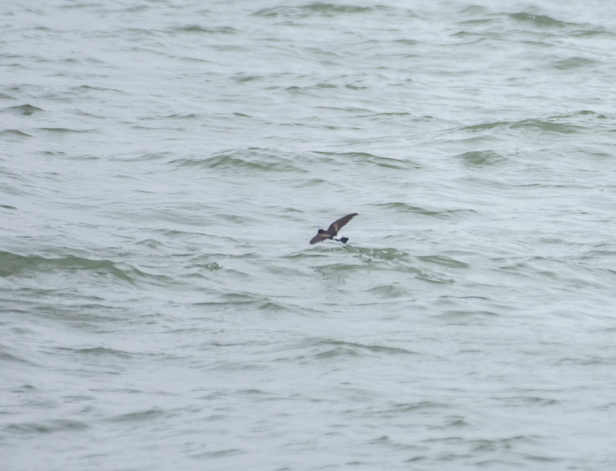 Wilson's Storm-Petrel - ML622057111