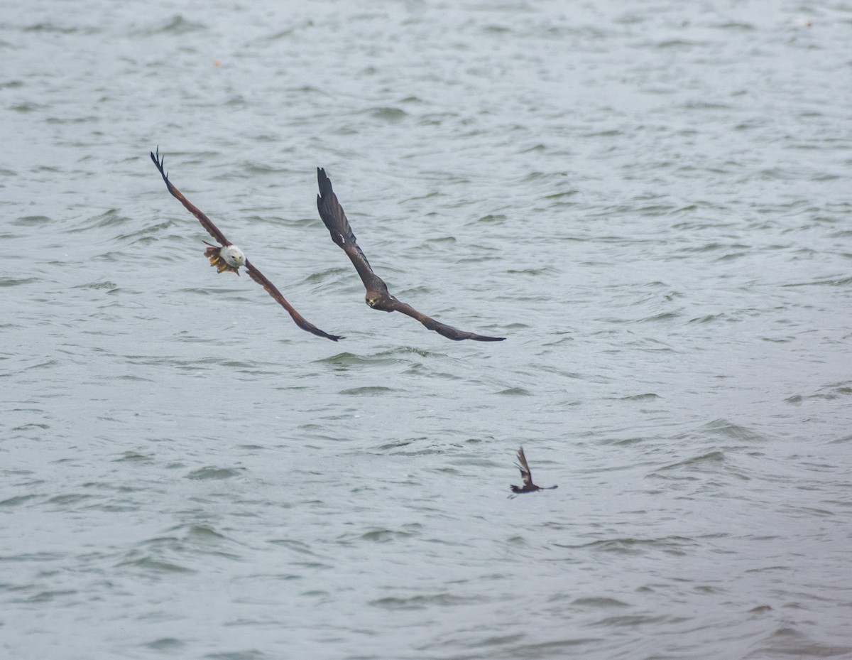 Wilson's Storm-Petrel - ML622057112