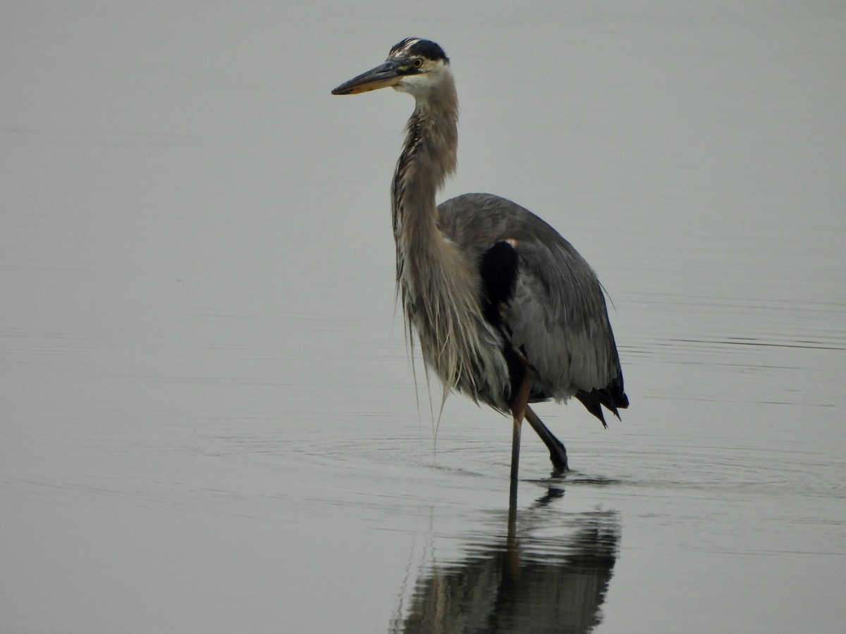 Garza Azulada - ML622057113