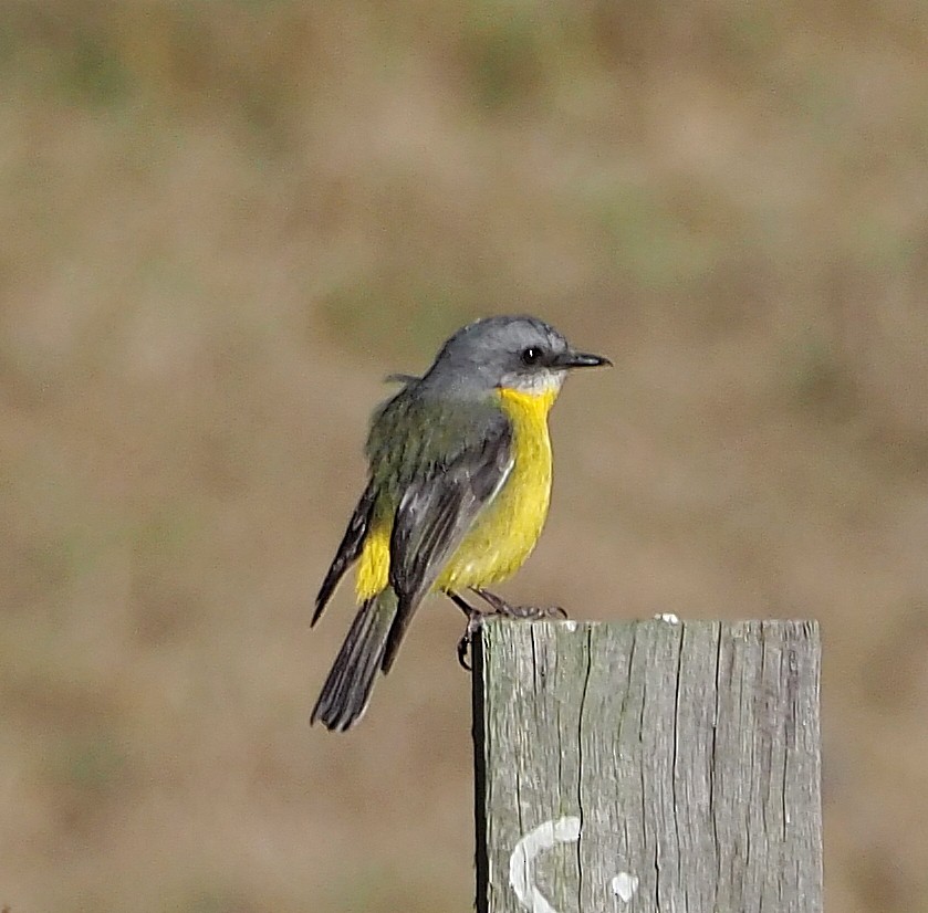 Eastern Yellow Robin - ML622057115